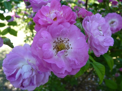 ruža Geschwind´s Nordlandrose