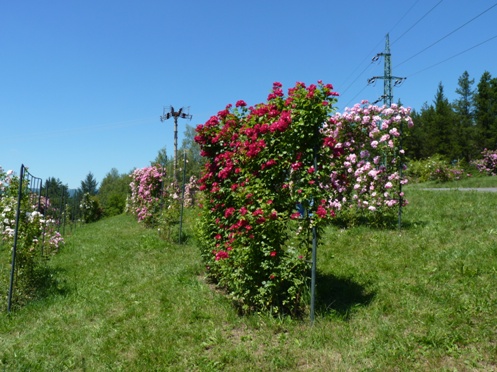 popínavé ruže Borová hora 
